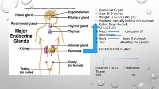 • Glandular Organ 
• Size: 6-9 inches 
• Weight: 3 ounces (85 gm) 
• Position: partially behind the stomach 
• Color: Grayish-pink 
• STRUCTURE 
 Head concavity of 
duodenum 
 Body base if stomach 
 Tail abutting the spleen 
• HETEROCRINE GLAND 
Exocrine Tissue Endocrine 
Tissue 
99% 1% 
 