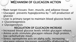 MECHANISM OF GLUCAGON ACTION 
• Main target tissues: liver, muscle, and adipose tissue 
• Glucagon prevents hypoglycemia by  cell production of 
glucose 
• Liver is primary target to maintain blood glucose levels 
 Gluconeogenesis 
 Glycogenolysis 
REGULATION OF GLUCAGON INCREASE 
• Increased blood glucose levels inhibit glucagon release. 
• Amino acids stimulate glucagon release (high protein, 
low carbohydrate meal). 
• Stress: epinephrine acts on alpha cells, increasing 
glucagon release (increases availability of glucose for 
 