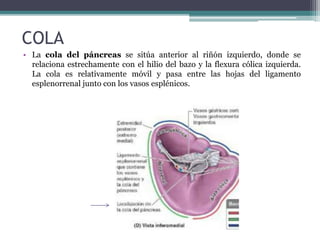 COLA
• La cola del páncreas se sitúa anterior al riñón izquierdo, donde se
relaciona estrechamente con el hilio del bazo y la flexura cólica izquierda.
La cola es relativamente móvil y pasa entre las hojas del ligamento
esplenorrenal junto con los vasos esplénicos.
 
