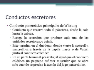 Conductos escretores
• Conducto pancreático príncipal o de Wirsung
▫ Conducto que recorre todo el páncreas, desde la cola
hasta la cabeza.
▫ Recoge la secreción que produce cada una de las
unidades secretoras, o acinis.
▫ Este termina en el duodeno, donde vierte la secreción
pancreática a través de la papila mayor o de Vater,
junto al conducto colédoco..
▫ En su parte terminal presenta, al igual que el conducto
colédoco un pequeno esfínter muscular que se abre
solo cuando se precisa la acción del jugo pancreático.
 