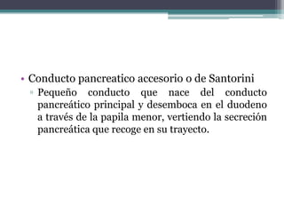 • Conducto pancreatico accesorio o de Santorini
▫ Pequeño conducto que nace del conducto
pancreático principal y desemboca en el duodeno
a través de la papila menor, vertiendo la secreción
pancreática que recoge en su trayecto.
 