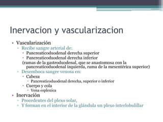 Inervacion y vascularizacion
• Vascularización
▫ Recibe sangre arterial de:
 Pancreaticoduodenal derecha superior
 Pancreaticoduodenal derecha inferior
(ramas de la gastroduodenal, que se anastomosa con la
pancreaticoduodenal izquierda, rama de la mesentérica superior)
▫ Desemboca sangre venosa en:
 Cabeza
 Pancreaticoduodenal derecha, superior o inferior
 Cuerpo y cola
 Vena esplenica
• Inervación
▫ Procedentes del plexo solar,
▫ Y forman en el interior de la glándula un plexo interlobulillar
 