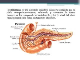 El páncreas es una glándula digestiva accesoria alargada que se
sitúa retroperitonealmente, cubriendo y cruzando de forma
transversal los cuerpos de las vértebras L1 y L2 (el nivel del plano
transpilórico) en la pared posterior del abdomen.
 
