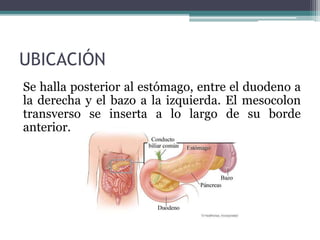 UBICACIÓN
Se halla posterior al estómago, entre el duodeno a
la derecha y el bazo a la izquierda. El mesocolon
transverso se inserta a lo largo de su borde
anterior.
 