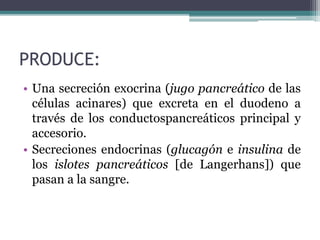 PRODUCE:
• Una secreción exocrina (jugo pancreático de las
células acinares) que excreta en el duodeno a
través de los conductospancreáticos principal y
accesorio.
• Secreciones endocrinas (glucagón e insulina de
los islotes pancreáticos [de Langerhans]) que
pasan a la sangre.
 