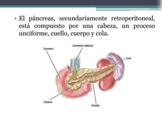 • El páncreas, secundariamente retroperitoneal,
está compuesto por una cabeza, un proceso
unciforme, cuello, cuerpo y cola.
 