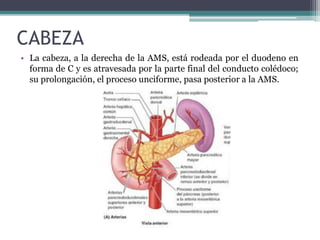 CABEZA
• La cabeza, a la derecha de la AMS, está rodeada por el duodeno en
forma de C y es atravesada por la parte final del conducto colédoco;
su prolongación, el proceso unciforme, pasa posterior a la AMS.
 