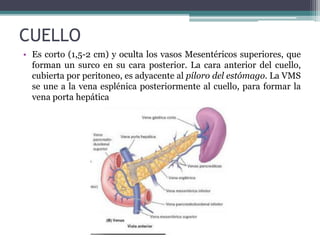 CUELLO
• Es corto (1,5-2 cm) y oculta los vasos Mesentéricos superiores, que
forman un surco en su cara posterior. La cara anterior del cuello,
cubierta por peritoneo, es adyacente al píloro del estómago. La VMS
se une a la vena esplénica posteriormente al cuello, para formar la
vena porta hepática
 