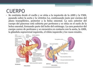 CUERPO
• Se continúa desde el cuello y se sitúa a la izquierda de la AMS y la VMS,
pasando sobre la aorta y la vértebra L2, continuando justo por encima del
plano transpilórico, posterior a la bolsa omental. La cara anterior del
cuerpo del páncreas está cubierta por peritoneo y se sitúa en el suelo de la
bolsa omental, formando parte del lecho del estómago. La cara posterior del
cuerpo carece de peritoneo y se encuentra en contacto con la aorta, la AMS,
la glándula suprarrenal izquierda, el riñón izquierdo y los vasos renales.
 