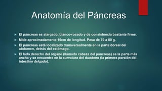Anatomía del Páncreas
 El páncreas es alargado, blanco-rosado y de consistencia bastante firme.
 Mide aproximadamente 15cm de longitud. Pesa de 70 a 80 g.
 El páncreas está localizado transversalmente en la parte dorsal del
abdomen, detrás del estómago.
 El lado derecho del órgano (llamado cabeza del páncreas) es la parte más
ancha y se encuentra en la curvatura del duodeno (la primera porción del
intestino delgado).
 