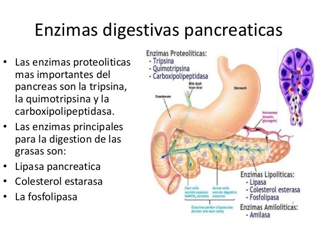 Enzimas Del Pancreas , Pancréas : rôle, schéma, anatomie et maladies – SQVP