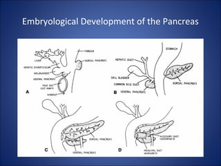 Embryological Development of the Pancreas
 