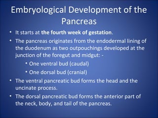 Embryological Development of the
Pancreas
• It starts at the fourth week of gestation.
• The pancreas originates from the endodermal lining of
the duodenum as two outpouchings developed at the
junction of the foregut and midgut: -
• One ventral bud (caudal)
• One dorsal bud (cranial)
• The ventral pancreatic bud forms the head and the
uncinate process.
• The dorsal pancreatic bud forms the anterior part of
the neck, body, and tail of the pancreas.
 