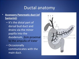 Ductal anatomy
• Accessory Pancreatic duct (of
Santorini):
– It’s the distal part of
dorsal bud duct and
drains via the minor
papilla into the
duodenum, 2cm proximal
to the ampulla of Vater.
– Occasionally
communicates with the
main duct.
 