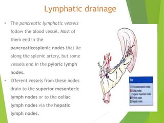 • The pancreatic lymphatic vessels
follow the blood vessel. Most of
them end in the
pancreaticosplenic nodes that lie
along the splenic artery, but some
vessels end in the pyloric lymph
nodes.
• Efferent vessels from these nodes
drain to the superior mesenteric
lymph nodes or to the celiac
lymph nodes via the hepatic
lymph nodes.
Lymphatic drainage
 
