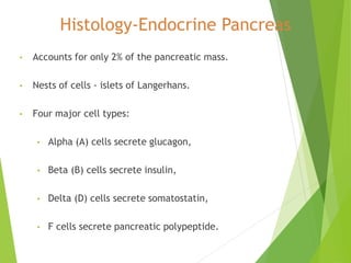 Histology-Endocrine Pancreas
• Accounts for only 2% of the pancreatic mass.
• Nests of cells - islets of Langerhans.
• Four major cell types:
• Alpha (A) cells secrete glucagon,
• Beta (B) cells secrete insulin,
• Delta (D) cells secrete somatostatin,
• F cells secrete pancreatic polypeptide.
 