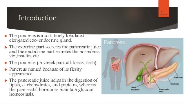 Anatomy Of Pancreas Anatomy Of Pancreas
