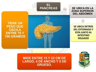 EL
PANCREAS SE UBICA EN LA
ZONA SUPERIOR
DEL ABDOMEN
SE UBICA DETRÁS
DEL ESTOMAGO Y
ESTA JUNTO AL
INTESTINO
DELGADO
TIENE UN
PESO QUE
OSCILA
ENTRE 70 Y
150 GRAMOS
MIDE ENTRE 15 Y 23 CM DE
LARGO, 4 DE ANCHO Y 5 DE
GRUESO.
 