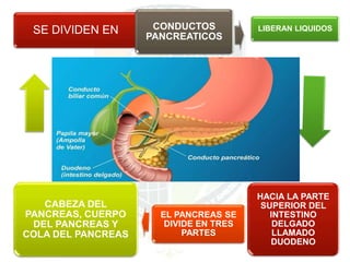 SE DIVIDEN EN CONDUCTOS
PANCREATICOS
LIBERAN LIQUIDOS
EL PANCREAS SE
DIVIDE EN TRES
PARTES
CABEZA DEL
PANCREAS, CUERPO
DEL PANCREAS Y
COLA DEL PANCREAS
HACIA LA PARTE
SUPERIOR DEL
INTESTINO
DELGADO
LLAMADO
DUODENO
 