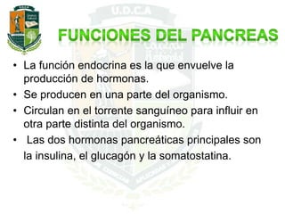 • La función endocrina es la que envuelve la
producción de hormonas.
• Se producen en una parte del organismo.
• Circulan en el torrente sanguíneo para influir en
otra parte distinta del organismo.
• Las dos hormonas pancreáticas principales son
la insulina, el glucagón y la somatostatina.
 