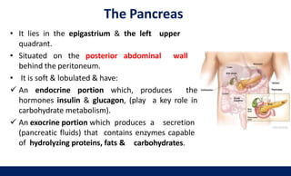 The Pancreas
• It lies in the epigastrium & the left upper
quadrant.
• Situated on the posterior abdominal wall
behind the peritoneum.
• It is soft & lobulated & have:
 An endocrine portion which, produces the
hormones insulin & glucagon, (play a key role in
carbohydrate metabolism).
 An exocrine portion which produces a secretion
(pancreatic fluids) that contains enzymes capable
of hydrolyzing proteins, fats & carbohydrates.
 