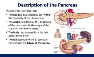 Description of the Pancreas
The pancreas is divided into:
 The head: is disc shaped & lies within
the concavity of the duodenum.
 The neck lies in front of the beginning
of the portal vein & the origin of the
superior mesenteric artery.
 The body runs upward & to the left
across the midline.
 The tail passes forward & comes in
contact with the hilum of the spleen.
34
 