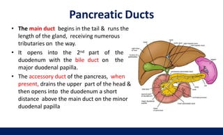 Pancreatic Ducts
36
• The main duct begins in the tail & runs the
length of the gland, receiving numerous
tributaries on the way.
• It opens into the 2nd part of the
duodenum with the bile duct on the
major duodenal papilla.
• The accessory duct of the pancreas, when
present, drains the upper part of the head &
then opens into the duodenum a short
distance above the main duct on the minor
duodenal papilla
 
