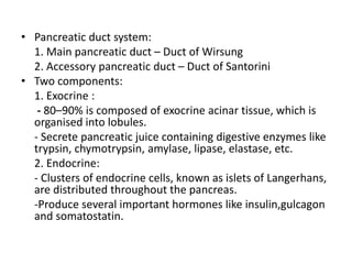 • Pancreatic duct system:
1. Main pancreatic duct – Duct of Wirsung
2. Accessory pancreatic duct – Duct of Santorini
• Two components:
1. Exocrine :
- 80–90% is composed of exocrine acinar tissue, which is
organised into lobules.
- Secrete pancreatic juice containing digestive enzymes like
trypsin, chymotrypsin, amylase, lipase, elastase, etc.
2. Endocrine:
- Clusters of endocrine cells, known as islets of Langerhans,
are distributed throughout the pancreas.
-Produce several important hormones like insulin,gulcagon
and somatostatin.
 