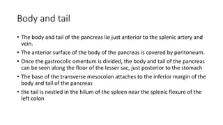 Body and tail
• The body and tail of the pancreas lie just anterior to the splenic artery and
vein.
• The anterior surface of the body of the pancreas is covered by peritoneum.
• Once the gastrocolic omentum is divided, the body and tail of the pancreas
can be seen along the floor of the lesser sac, just posterior to the stomach
• The base of the transverse mesocolon attaches to the inferior margin of the
body and tail of the pancreas
• the tail is nestled in the hilum of the spleen near the splenic flexure of the
left colon
 