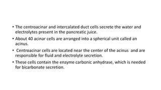 • The centroacinar and intercalated duct cells secrete the water and
electrolytes present in the pancreatic juice.
• About 40 acinar cells are arranged into a spherical unit called an
acinus.
• Centroacinar cells are located near the center of the acinus and are
responsible for fluid and electrolyte secretion.
• These cells contain the enzyme carbonic anhydrase, which is needed
for bicarbonate secretion.
 
