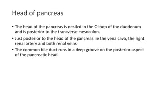 Head of pancreas
• The head of the pancreas is nestled in the C-loop of the duodenum
and is posterior to the transverse mesocolon.
• Just posterior to the head of the pancreas lie the vena cava, the right
renal artery and both renal veins
• The common bile duct runs in a deep groove on the posterior aspect
of the pancreatic head
 