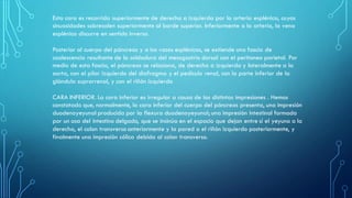 Esta cara es recorrida superiormente de derecha a izquierda por la arteria esplénica, cuyas
sinuosidades sobresalen superiormente al borde superior. Inferiormente a la arteria, la vena
esplénica discurre en sentido inverso.
Posterior al cuerpo del páncreas y a los vasos esplénicos, se extiende una fascia de
coalescencia resultante de la soldadura del mesogastrio dorsal con el peritoneo parietal. Por
medio de esta fascia, el páncreas se relaciona, de derecha a izquierda y lateralmente a la
aorta, con el pilar izquierdo del diafragma y el pedículo renal, con la parte inferior de la
glándula suprarrenal, y con el riñón izquierdo
CARA INFERIOR. La cara inferior es irregular a causa de las distintas impresiones . Hemos
constatado que, normalmente, la cara inferior del cuerpo del páncreas presenta, una impresión
duodenoyeyunal producida por la flexura duodenoyeyunal; una impresión intestinal formada
por un asa del intestino delgado, que se insinúa en el espacio que dejan entre sí el yeyuno a la
derecha, el colon transverso anteriormente y la pared o el riñón izquierdo posteriormente, y
finalmente una impresión cólica debida al colon transverso.
 