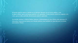 El borde superior está en relación en su extremo derecho con el tronco celíaco y con
el plexo celíaco que se prolonga posterior a la glandula. A este nivel, la arteria es superior a la
vena, que se halla aplicada directamente sobre la glándula
Los bordes anterior e inferior limitan anterior e inferiormente la cara inferior del páncreas. El
mesocolon transverso se inserta en el borde anterior, que también es recorrido por la arteria
pancreática inferior
 
