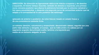 DIRECCIÓN: Su dirección es ligeramente oblicua de inferior a superior y de derecha
a izquierda. Al mismo tiempo describe, también de derecha a izquierda, una primera
curva cóncava posterior que abarca la eminencia formada por la columna vertebral y
los vasos prevertebrales, y después una segunda curva de concavidad anterior que se
adapta a la convexidad de la cara posterior del estómago
aplanado de anterior a posterior, de color blanco rosado en estado fresco y
de una consistencia bastante firme.
un extremo derecho, voluminoso y ensanchado, denominado cabeza, seguido por una
parte más estrecha y alargada, el cuerpo, que se halla unido a la cabeza por un
segmento angosto denominado cuello; termina a la izquierda por
medio de un extremo delgado, la cola.
 
