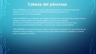 CARA ANTERIOR. La cara anterior es plana o ligeramente convexa. La línea de inserción del
mesocolon transverso la cruza transversalmente y la divide en dos partes, una
supramesocólica y otra inframesocólica
CARA POSTERIOR. La cara posterior de la cabeza del páncreas es casi plana. Está cruzada: a) por el
segmento retropancreático del conducto colédoco; b) por los arcos arteriales
que forman las arterias pancreatoduodenales superiores al anastomosarse con las ramas
de la arteria pancreatoduodenal inferior, y c) por los arcos venosos correspondientes.
CIRCUNFERENCIA. La circunferencia de la cabeza del páncreas corresponde a la concavidad del asa
duodenal y está excavada por un canal en el que, según señala Grégoire, el duodeno se acomoda
como un neumático en su llanta.
Cabeza del páncreas
 