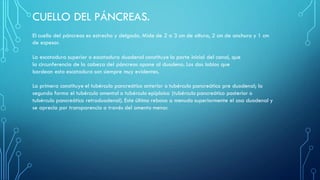CUELLO DEL PÁNCREAS.
El cuello del páncreas es estrecho y delgado. Mide de 2 a 3 cm de altura, 2 cm de anchura y 1 cm
de espesor.
La escotadura superior o escotadura duodenal constituye la parte inicial del canal, que
la circunferencia de la cabeza del páncreas opone al duodeno. Los dos labios que
bordean esta escotadura son siempre muy evidentes.
La primera constituye el tubérculo pancreático anterior o tubérculo pancreático pre duodenal; la
segunda forma el tubérculo omental o tubérculo epiploico (tubérculo pancreático posterior o
tubérculo pancreático retroduodenal). Este último rebasa a menudo superiormente el asa duodenal y
se aprecia por transparencia a través del omento menor.
 