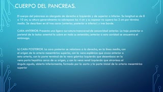 CUERPO DEL PANCREAS.
El cuerpo del páncreas es alargado de derecha a izquierda y de superior a inferior. Su longitud es de 8
a 10 cm; su altura generalmente no sobrepasa los 4 cm y su espesor no supera los 2 cm por término
medio. Se describen en él tres caras (anterior, posterior e inferior) y tres borde.
CARA ANTERIOR: Presenta una ligera curvatura transversal de concavidad anterior. La hoja posterior o
parietal de la bolsa omental la cubre en toda su extensión; anterior a esta cavidad se encuentra el
estómago.
b) CARA POSTERIOR. La cara posterior se relaciona a la derecha, en la línea media, con
el origen de la arteria mesentérica superior, con la vena esplénica que cruza anterior a
esta arteria, con la parte terminal de la vena gástrica izquierda que desemboca en la
vena porta hepática cerca de su origen, y con la vena renal izquierda que atraviesa el
ángulo agudo, abierto inferiormente, formado por la aorta y la parte inicial de la arteria mesentérica
superior
 