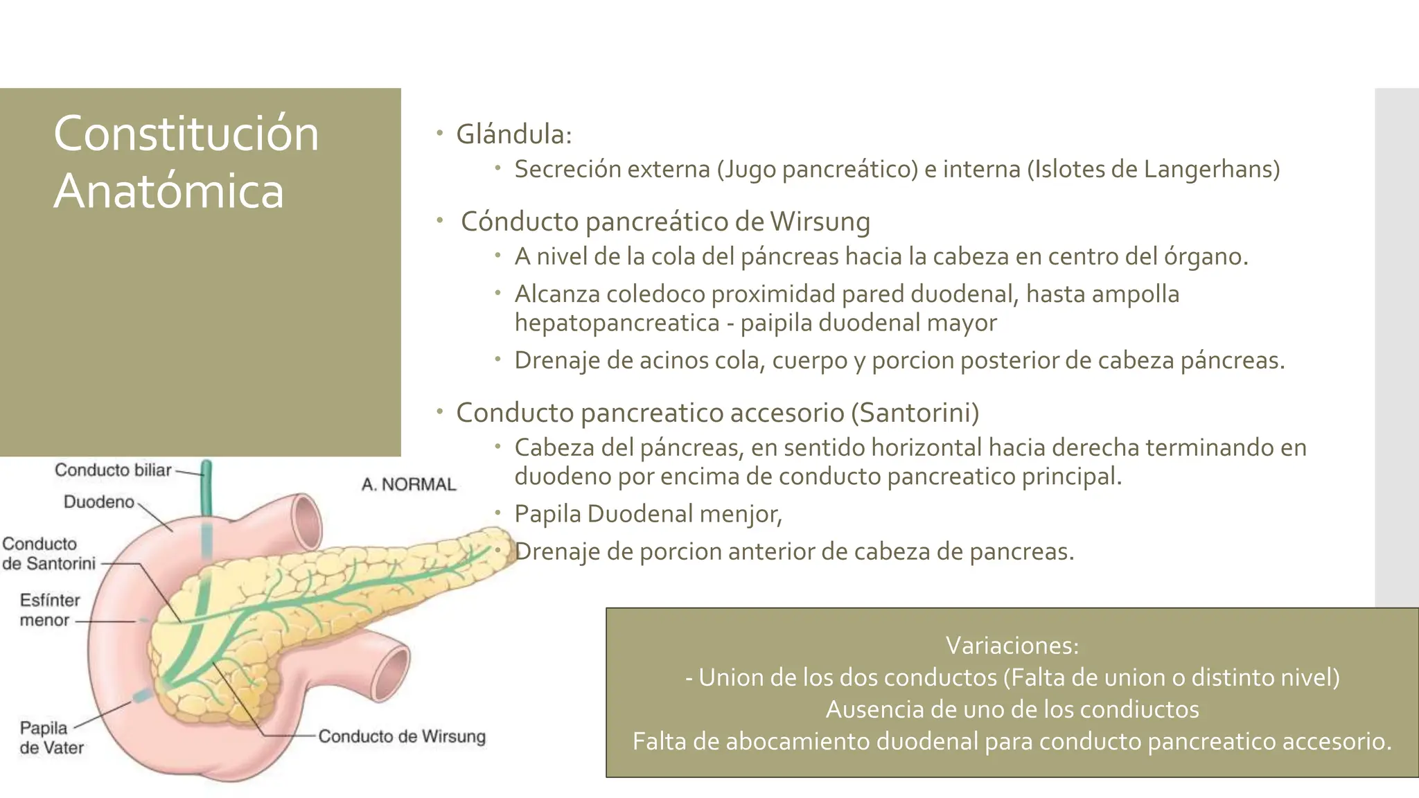 ANATOMIA DE PANCREAS EN TODAS SUS ASPECTOS | PPT