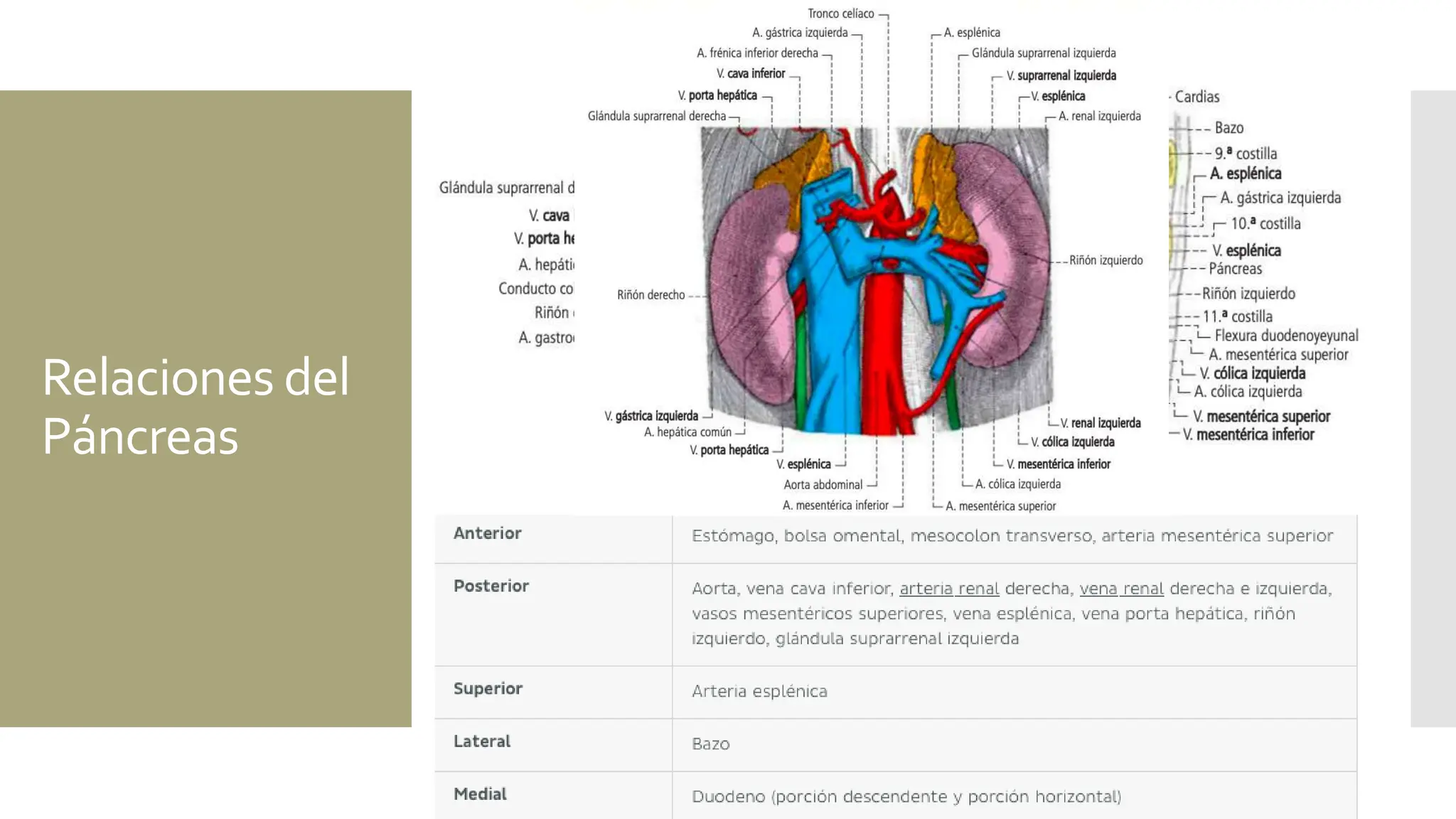 ANATOMIA DE PANCREAS EN TODAS SUS ASPECTOS | PPT