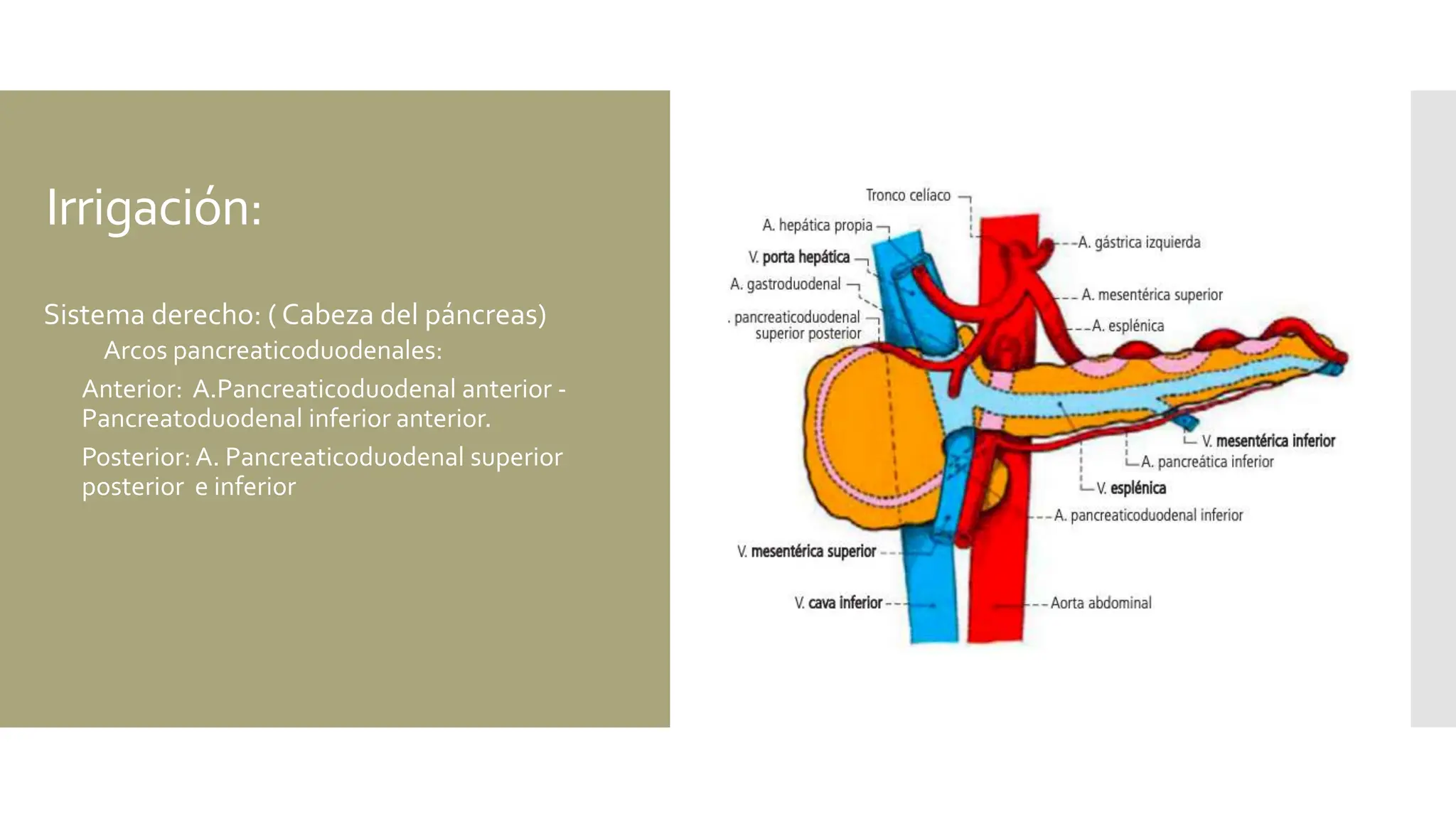 ANATOMIA DE PANCREAS EN TODAS SUS ASPECTOS | PPT