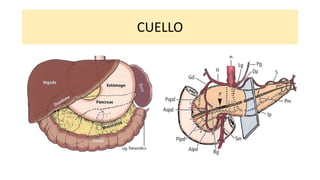 Páncreas anatomía, residencia cirugía general | PDF