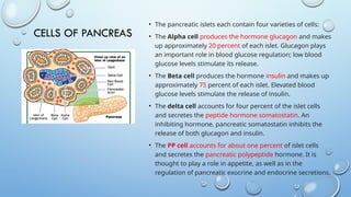 Comprehensive Overview of Pancreas Anatomy, Histology, Hormones, and ...