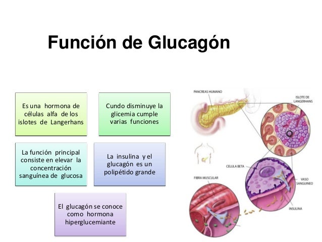 Pancreas clase ver Pancreas clase ver