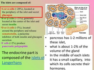 The endocrine part is
composed of the islets of
Langerhans
• pancreas has 1-2 millions of
these islet,
• what is about 1-2% of the
volume of the gland
• In the middle of each islets
it has a small capillary, into
which its cells secrete their
hormones.
 