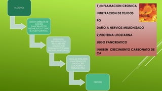 ALCOHOL
LESION DIRECTA DE
ACINOS
PANCREATICOS
METABOLITOS COMO
EL ACETALDEHIDO.
EPISODIOS
REPETITIVOS DE
PANCREATITIS
AGUDA POR
TOXINAS (CITOCINAS
PROINFLAMATORIAS)
CELULAS ESTELARES
PANCREATICOS
PRODUCEN
COLAGENO Y
FIBRONECTINA
FIBROSIS
1) INFLAMACION CRONICA
INFILTRACION DE TEJIDOS
PG
DAÑO A NERVIOS MELIONIZADO
2)PROTEINA LITOSTATINA
JUGO PANCREATICO
INHIBEN CRECIMIENTO CARBONATO DE
CA
 