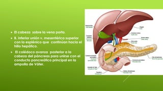  El cabeza sobre la vena porta.
 B. inferior unión v. mesentérica superior
con la esplénico que continúan hacia el
hilio hepático.
 El colédoco avanza posterior a la
cabeza del páncreas para unirse con el
conducto pancreático principal en la
ampolla de Váter.
 