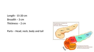PANCREAS ANATOMY MAINLY FOR THE FIRST YEAR MBBS STUDENTS | PPTX