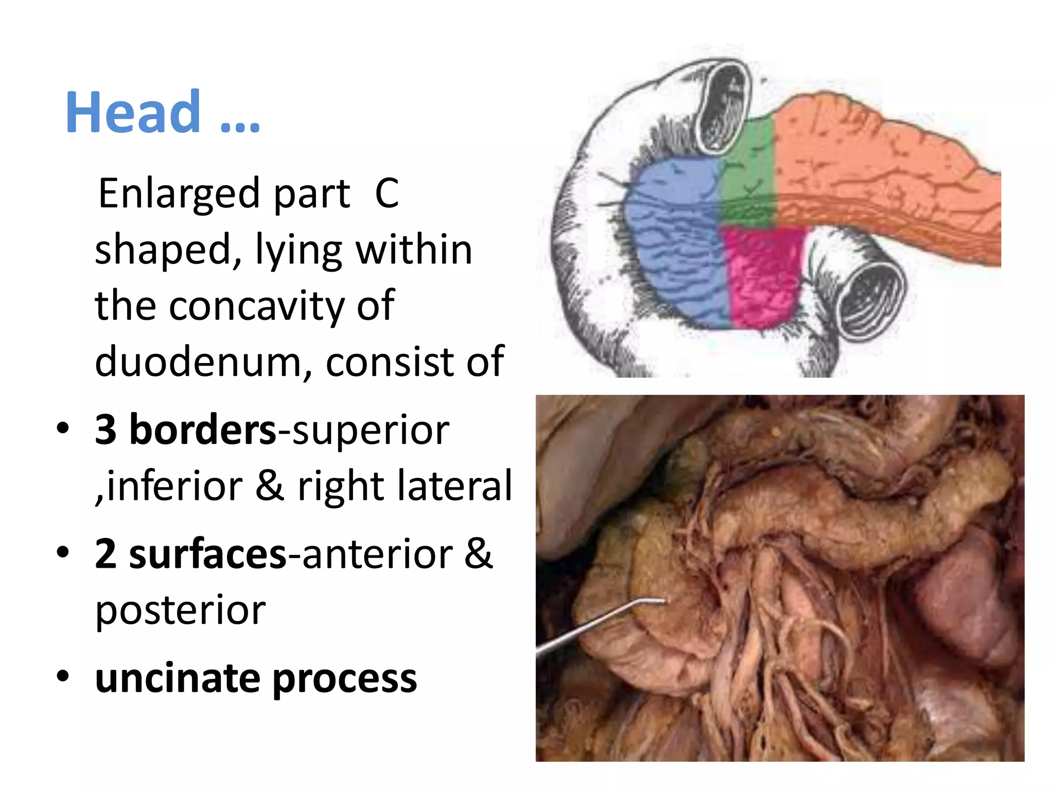 Head …
Enlarged part C
shaped, lying within
the concavity of
duodenum, consist of
• 3 borders-superior
,inferior & right lateral
• 2 surfaces-anterior &
posterior
• uncinate process
 