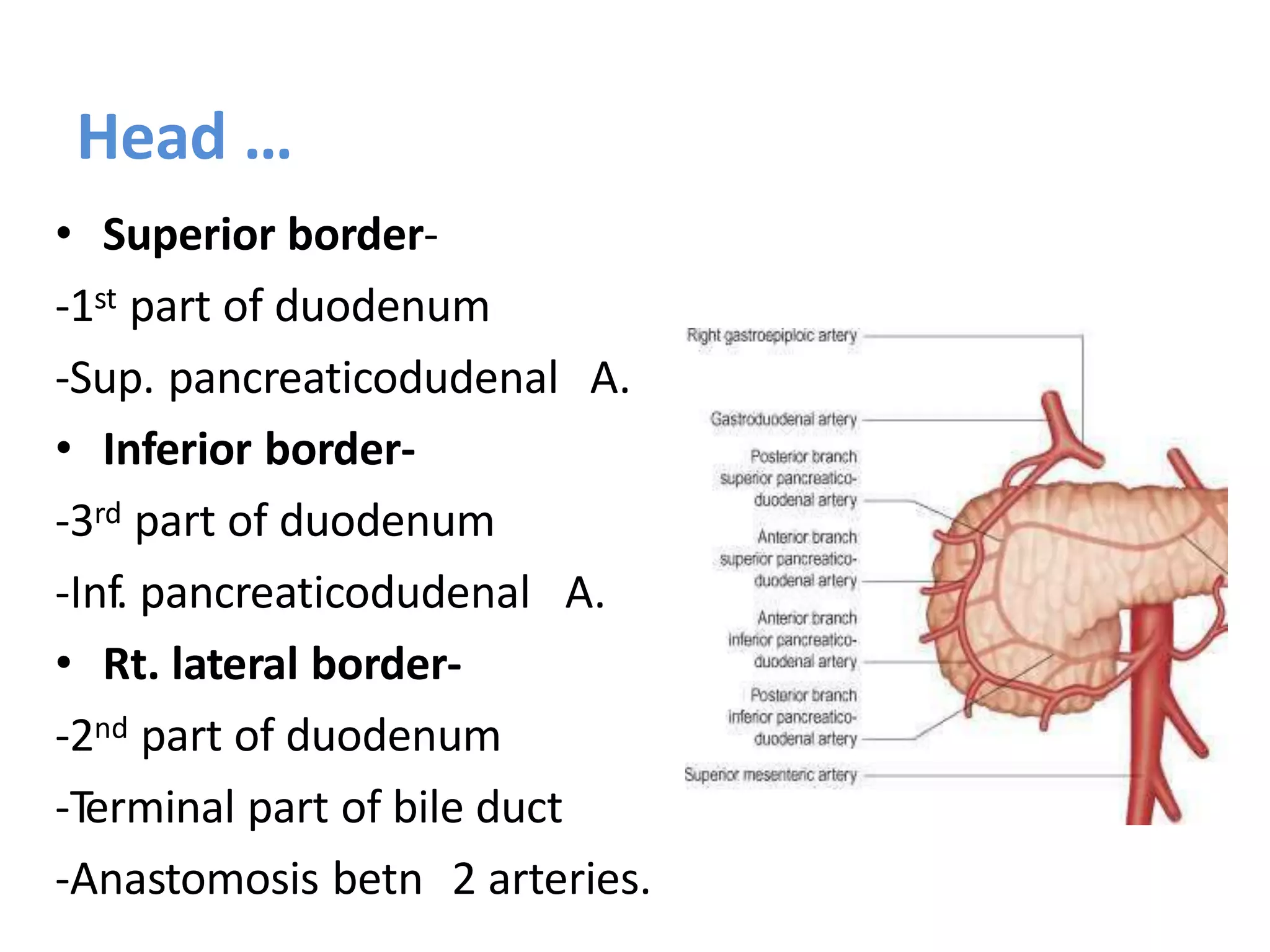 Head …
• Superior border-
-1st part of duodenum
-Sup. pancreaticodudenal A.
• Inferior border-
-3rd part of duodenum
-Inf. pancreaticodudenal A.
• Rt. lateral border-
-2nd part of duodenum
-Terminal part of bile duct
-Anastomosis betn 2 arteries.
 