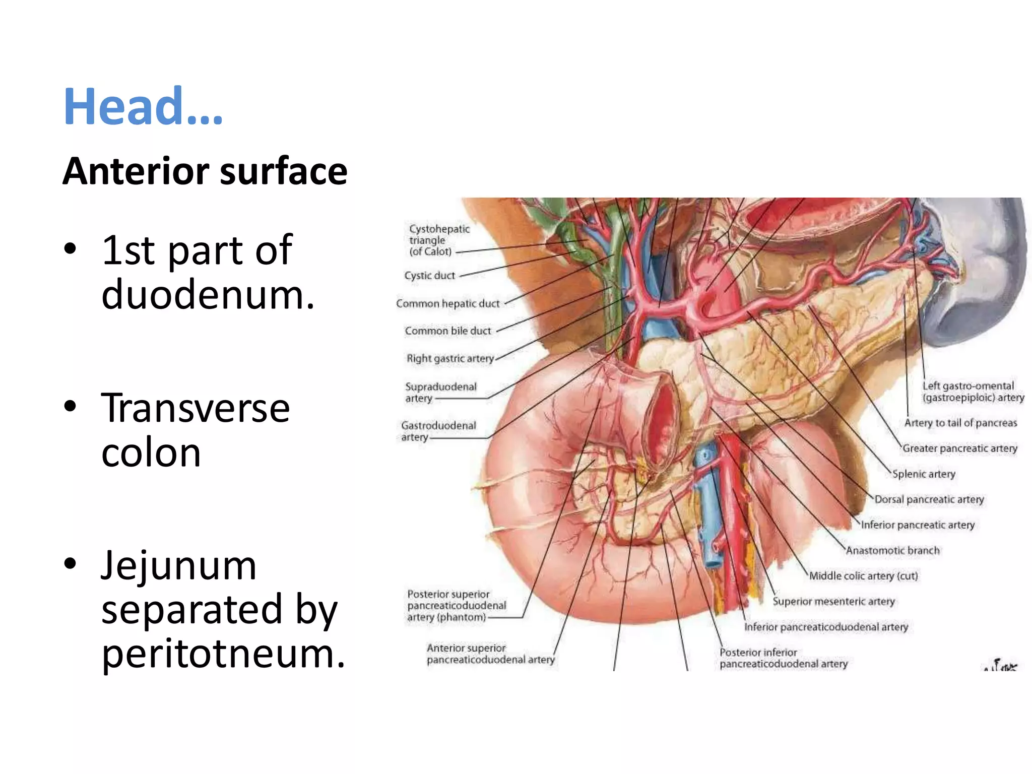 Head…
Anterior surface
• 1st part of
duodenum.
• Transverse
colon
• Jejunum
separated by
peritotneum.
 